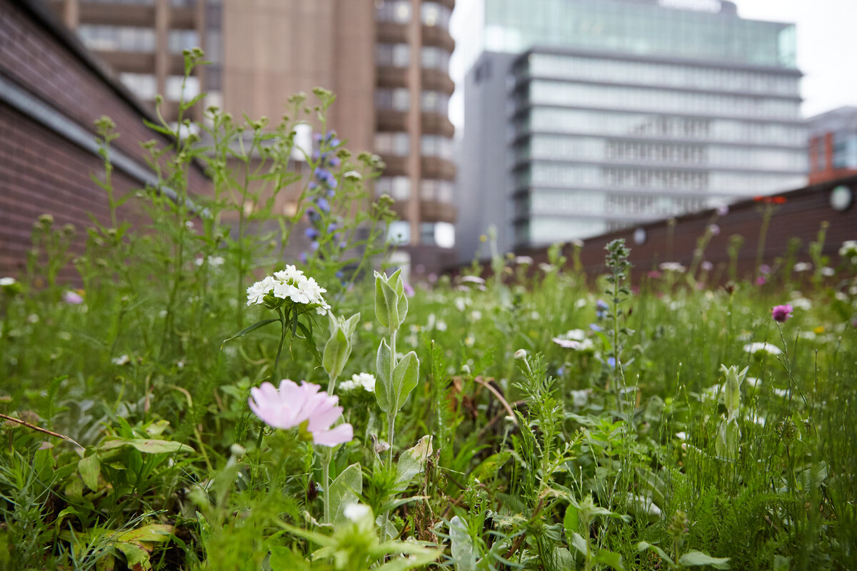 Flowers image