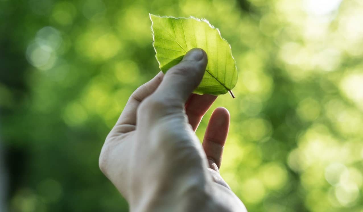 Green leaf image