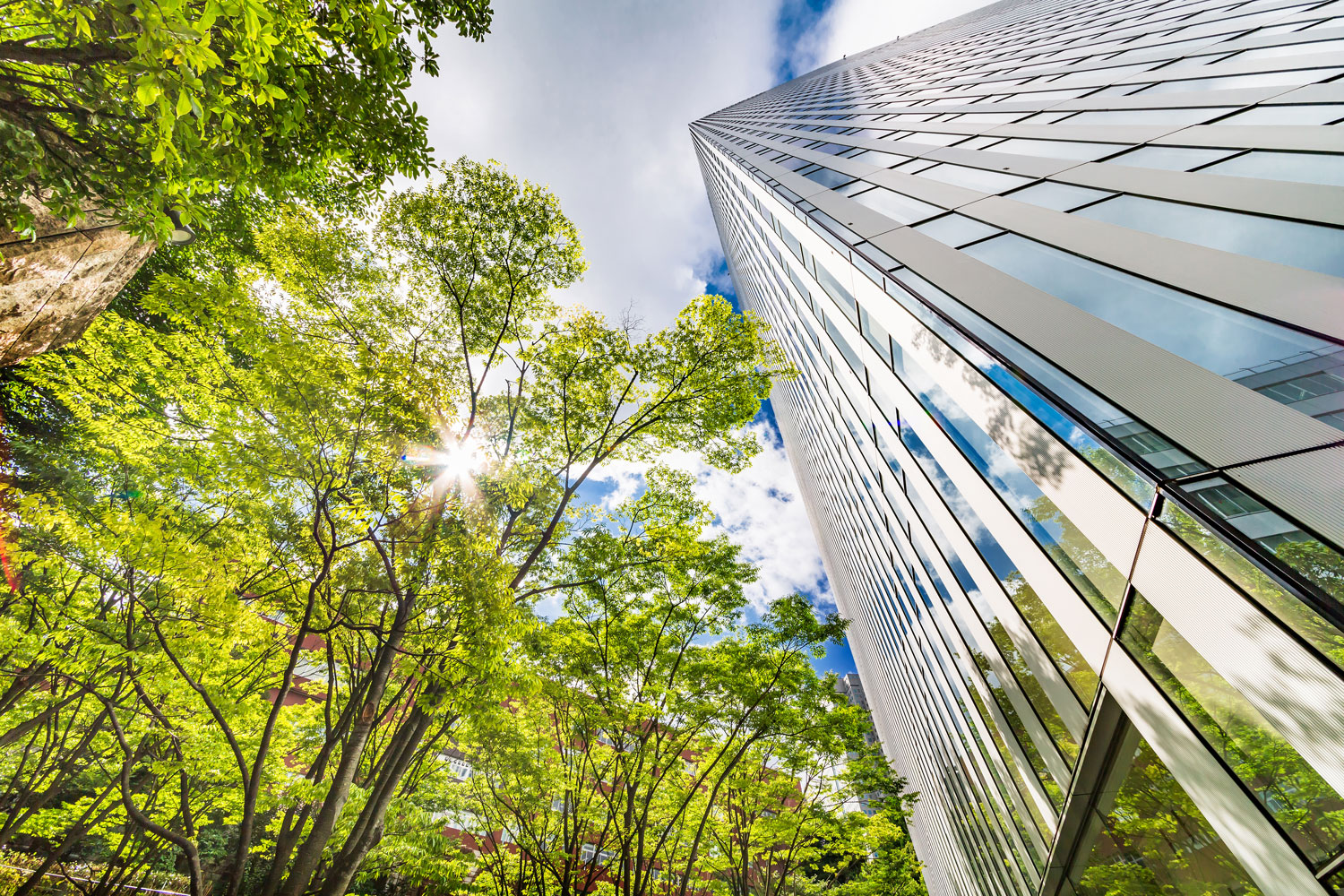 City tree and building image